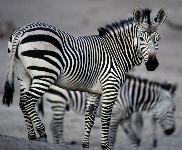 Fun Zebra Facts