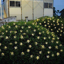 Load image into Gallery viewer, Solar-powered Warm-white Blossom Flower String Lights