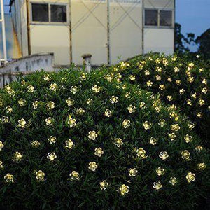 Solar-powered Warm-white Blossom Flower String Lights